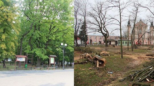 Skwer ogołocony z drzew. Tak wygląda rewitalizacja [zdjęcia] 