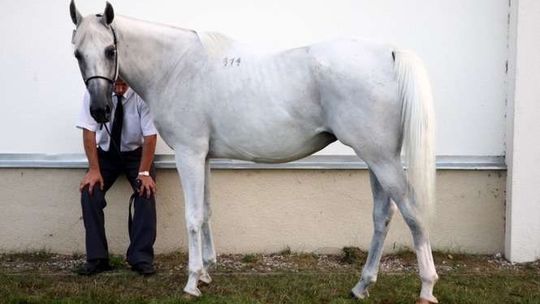 Śledczy wejdą do stadnin. Marek Trela: "zawiadomienie do prokuratury jest mi na rękę"