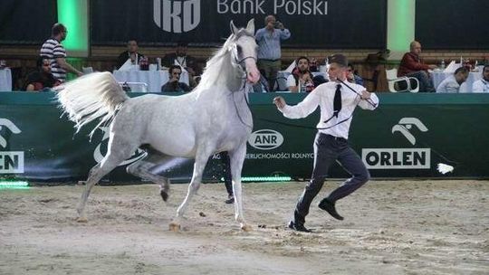 Śledztwo dotyczące stadniny w Janowie Podlaskim po raz kolejny przedłużone