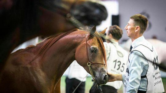 Śledztwo w janowskiej stadninie od 2016 roku. Efektów brak, prokuratura znowu je przedłuża