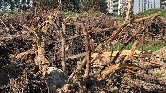 Śledztwo w sprawie wyciętych drzew. Ocenią skalę zniszczeń przy Gęsiej