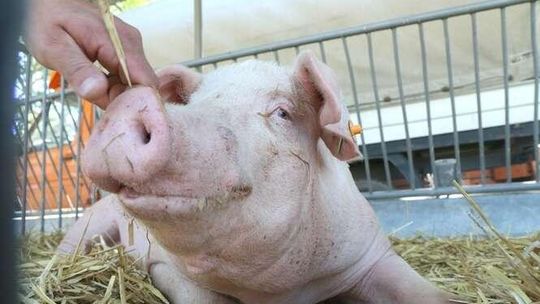 Śledztwo ws. ogniska pomoru świń pod Janowem Lubelskim