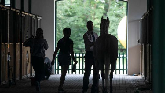 Śledztwo ws. stadniny w Janowie znów przedłużone. Trwa już prawie 5 lat
