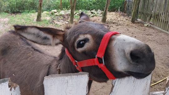 Słodka Ekipa zaprasza na piknik cukrzyka
