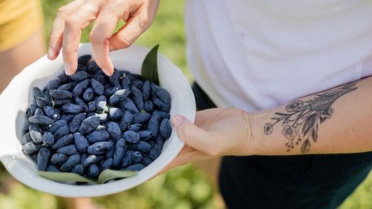 Słodkie i bardzo zdrowe. Ruszają samozbiory superowoców