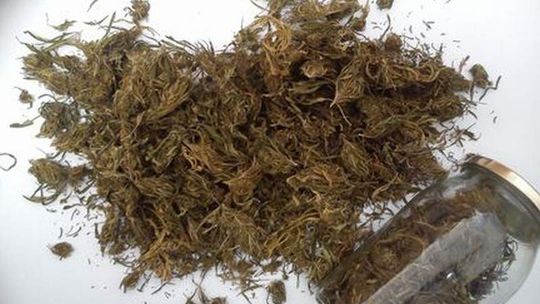 Słoiki pełne marihuany