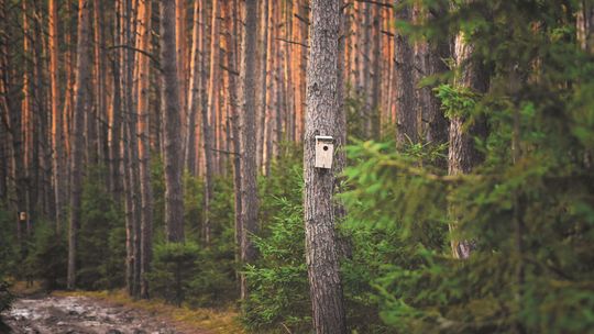 Słońce nad całą Lubelszczyzną. Czas robić budki