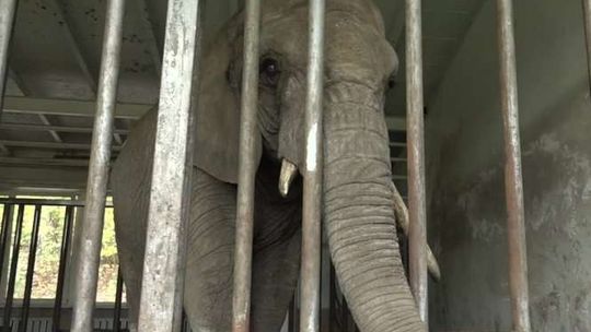 Słonica "Katka" nie mogła wstać. Pomogli jej strażacy