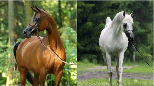 Słynna aukcja koni Pride of Poland już w niedzielę w Janowie Podlaskim