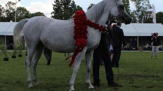 Słynna aukcja koni w Janowie Podlaskim: Rekordowa cena za Pepitę?