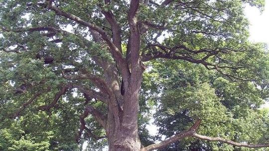 Słynny dąb Bolko z Hniszowa ma już 650 lat. Czas na badania