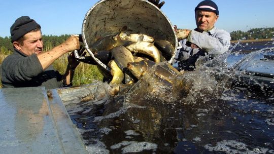 Smak zupy rybnej. Jak przyrządzać i przyprawiać ryby?