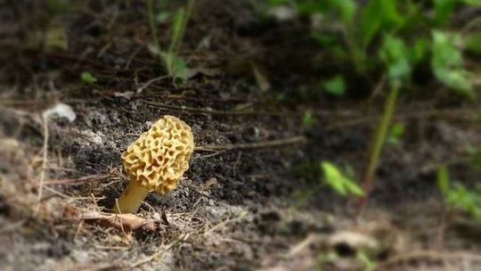 Smardze - przepisy na jajecznicę, omlet i tagliatelle. Po truflach to najcenniejsze grzyby