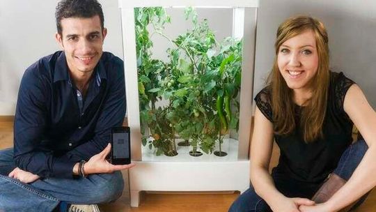 Smartfon uprawia pomidory. Bialczanka współautorką aplikacji NIWA