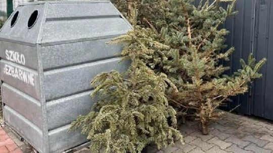 Śmieciarki przyjadą po choinki. Sprawdź harmonogram odbioru