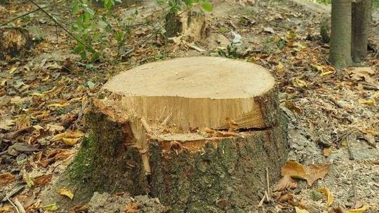 Śmierć podczas wyrębu lasu. Spadający konar uderzył w głowę 52-latka