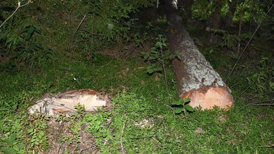 Śmierć w lesie. Ścięte drzewo przygniotło człowieka