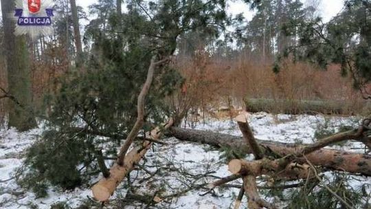 Śmierć w lesie. Ścięte drzewo przygniotło mężczyznę