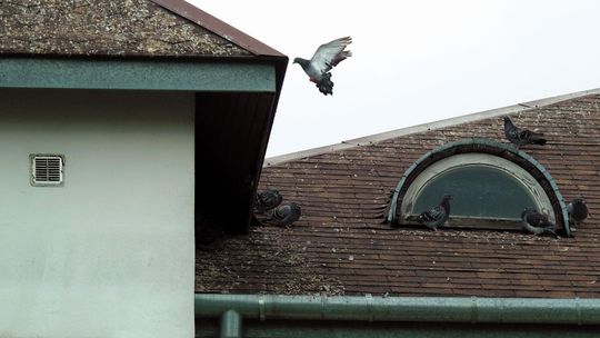 "Śmierdzi jak w kurniku". Mieszkańcy tego bloku mają duży problem