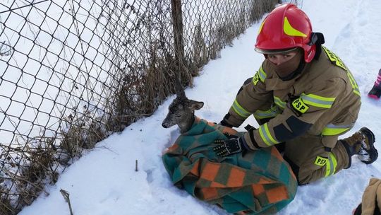 Smutny finał historii sarny wyłowionej z Krzny 