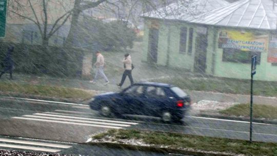 Śnieg i silny wiatr, a bociany już wróciły