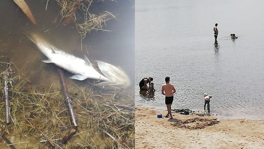 Śnięte ryby i bardzo niski stan wody. Tak wygląda jedno z najpiękniej położonych kąpielisk w woj. lubelskim