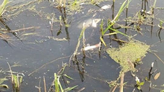 Śnięte ryby w Krznie w Białej Podlaskiej. Inspektorzy ochrony środowiska badają wodę 