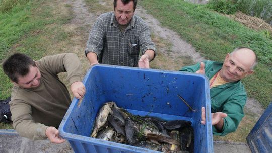 Śnięte ryby w Sosnowicy: Rybacy walczą o odszkodowania