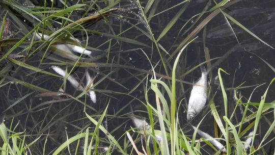 Śnięte ryby w Zalewie Zemborzyckim i Bystrzycy. To przez ostatnie opady?