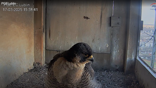 "Sokole losy" sezon wiosna 2025 - ciąg dalszy brazylijskiej telenoweli