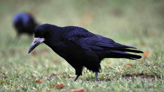 Sokolnik pilnie poszukiwany. Mieszkańcy narzekają, że gawrony brudzą.