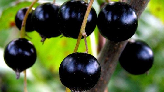 Sokołówka: Ukradli 99 kg porzeczek