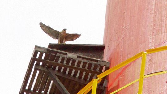 Sokoły zamieszkały na kominie Zakładów Azotowych \"Puławy\" (wideo)