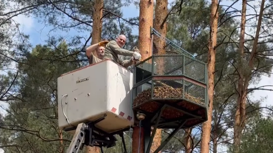 Sokoły zamieszkały w Janowie Lubelskim. To zasługa programu reintrodukcji