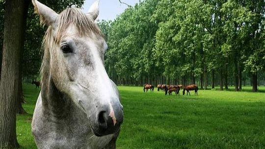 Sołtys skazany za znęcanie się nad koniem