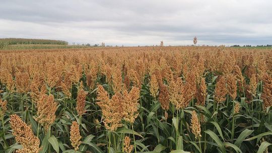 Sorgo ziarnowe