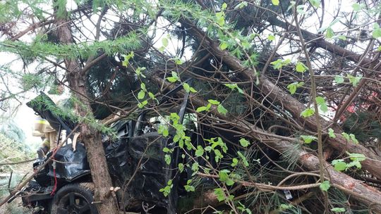 Sosna zamortyzowała siłę uderzenia