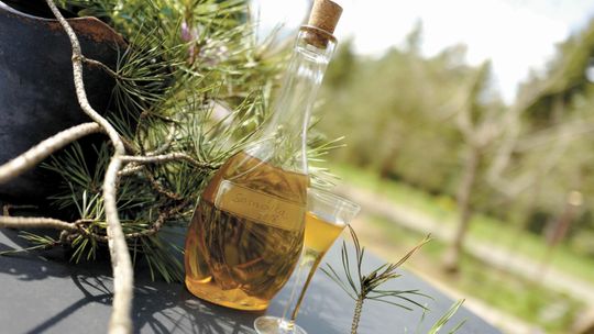 Sosnówka i potrząsanie słojem. Ciekawe przepisy na nalewkę