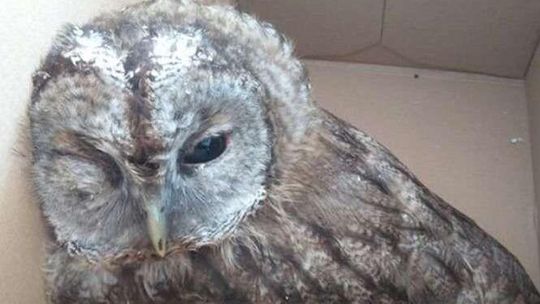 Sowa na rehabilitacji, jerzyk w przedszkolu