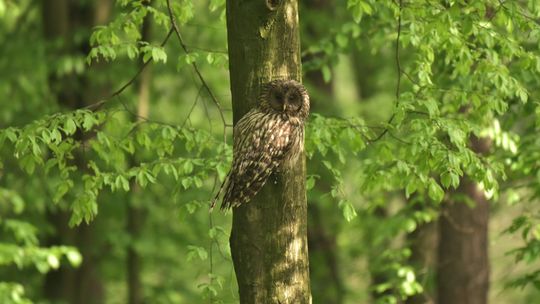 Sowom na Roztoczu brakuje starych domów ze strychami. Chemizacja też szkodzi