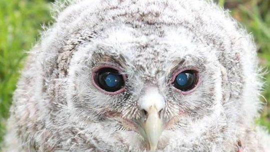 Sowy trafiły do mini zoo. Jak się wypierzą, wrócą na wolność