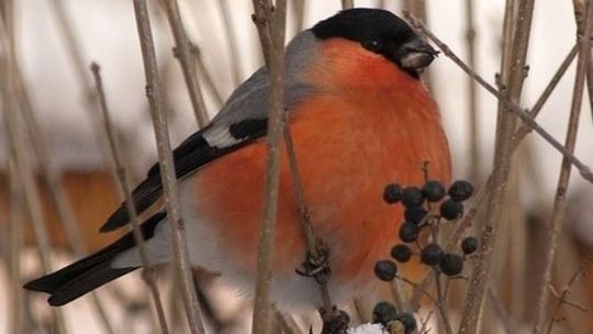 Spacer ornitologiczny w Puławach