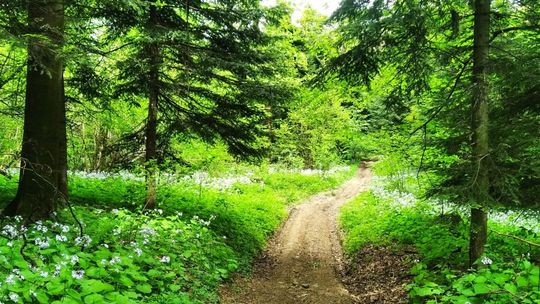 Spacer przyrodniczo-artystyczny