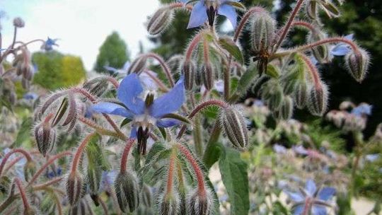 Spacer z przewodnikiem po Ogrodzie Botanicznym. Rzadkie i mało znane rośliny jadalne
