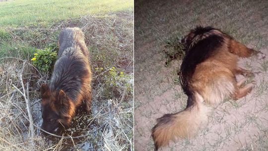 Spacer z psami zamienił się w koszmar. Jeden z jej owczarków dostał kulą prosto w głowę