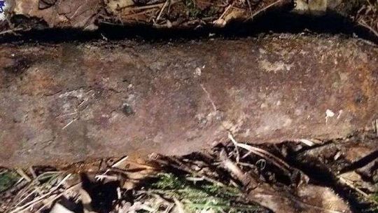 Spacerował po lesie. Tego się nie spodziewał 