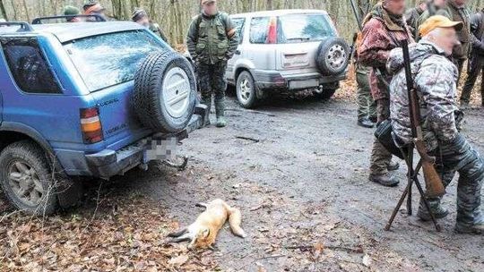 Spacerowali przed lufami strzelb myśliwych, aby uniemożliwić polowanie