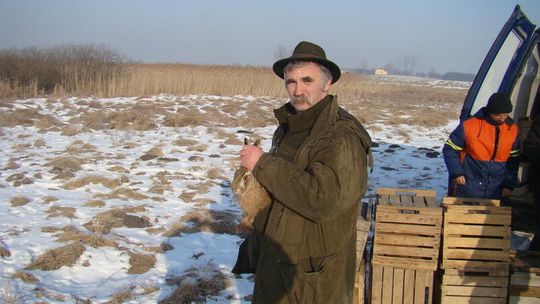 Spada populacja zajęcy, na pomoc idą myśliwi