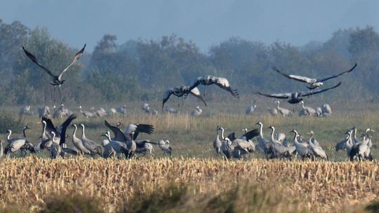 Specjalna wyprawa ratunkowa dla Polesia. Można się jeszcze zgłosić