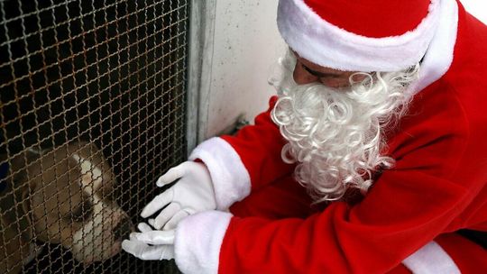 Spędź mikołajki ze zwierzętami